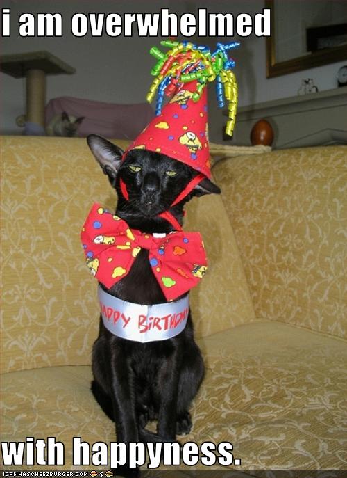 funny birthday dog pictures. well what can we say?